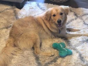 Golden retriever lying next to a blue toy on a white rug.