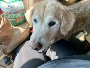 A senior golden retriever sitting in a car next to a bag of dog biscuits.