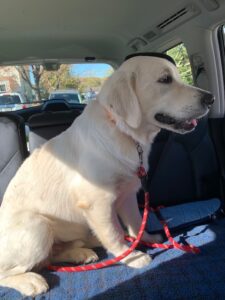 A yellow labrador retriever sitting in the backseat of a car with a red leash.