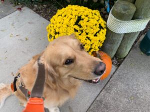 A golden retriever with a frisbee in its mouth, beside a pot of yellow chrysanthemums.