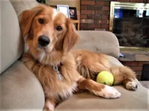 A golden retriever lying on a beige sofa with a tennis ball.