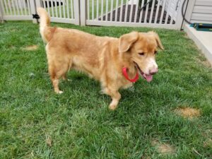 Golden dog with a red leash in its mouth standing on grass.