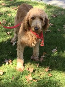A brown dog with a red leash standing on grass among scattered leaves.