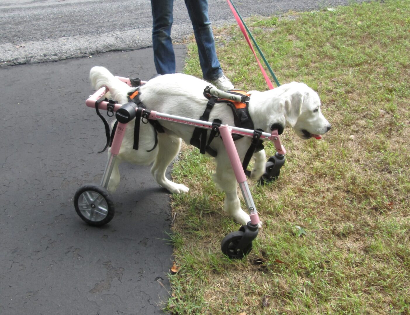 A dog in a wheelchair being walked by its owner.