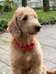 A golden-colored doodle dog wearing a red collar sitting outdoors.