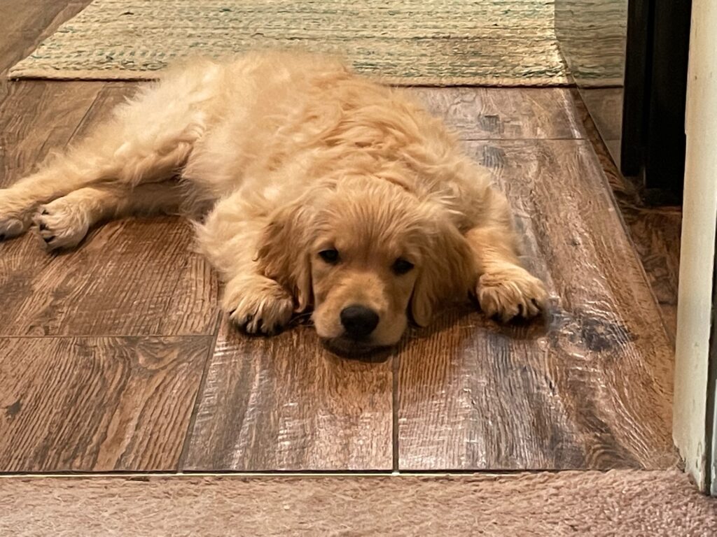 A golden retriever puppy lying on a tiled floor, looking relaxed and resting its head on its paws.