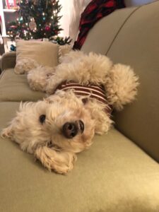 A fluffy dog lying on its back on a couch, wearing a striped shirt, with a christmas tree in the background.