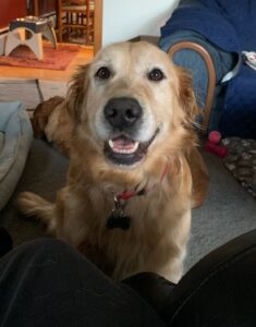 A smiling golden retriever sitting indoors looking at the camera.