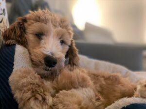 A relaxed brown poodle mix puppy resting on a blue blanket.
