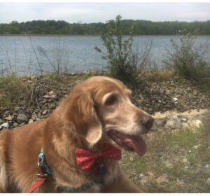 Golden retriever with a red bow tie by a lakeside.
