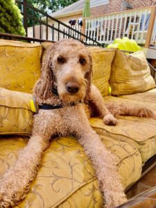A brown poodle mix dog lounging on a yellow patterned sofa outdoors, enjoying the quas tranquility of its surroundings.