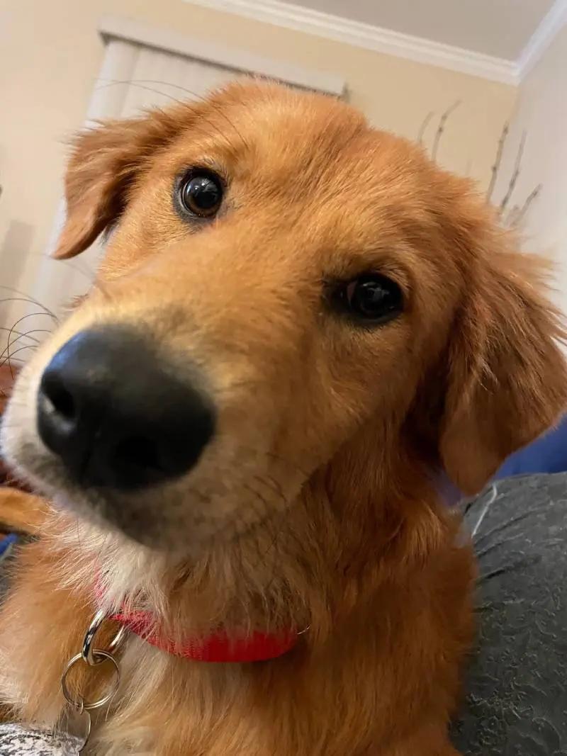 Goldheart Golden Retriever Rescue