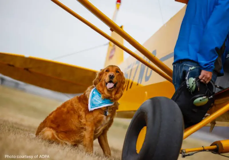 Goldheart Golden Retriever Rescue