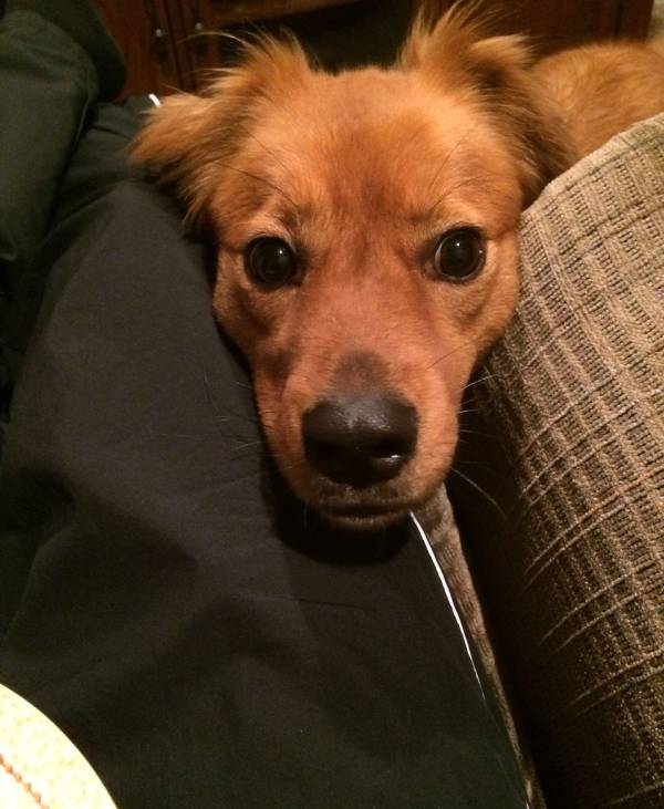 A little maci golden retriever dog looking