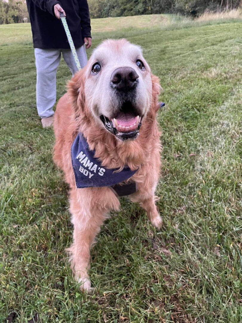 A happy golden retriever wearing a blue bandana that says "mama's boy" while on a leash during a walk.