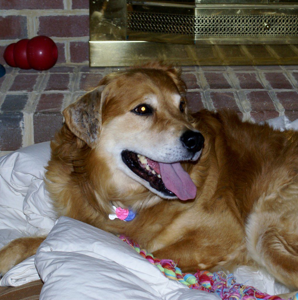 A happy dog lying on a white pillow with a toy in the background.