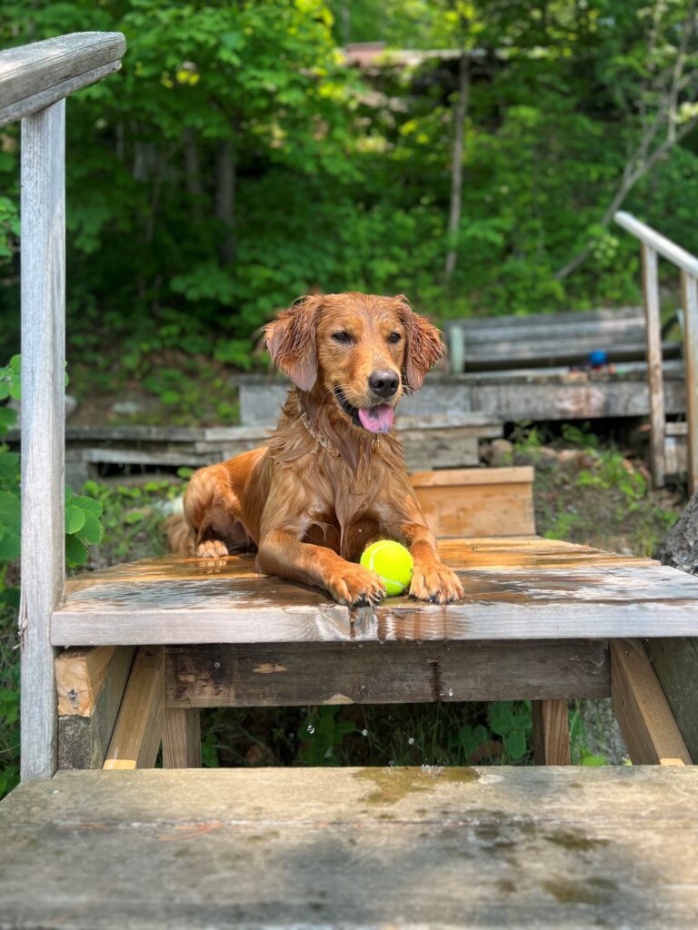 Goldheart golden sale retriever rescue