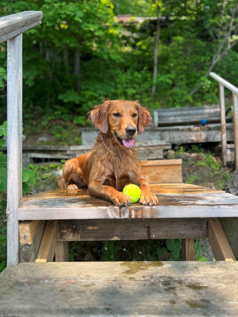 Golden retriever lying on a wooden deck with a tennis ball.