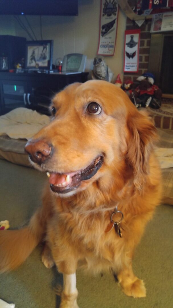 A smiling golden retriever indoors with a tv and various decorations in the background.