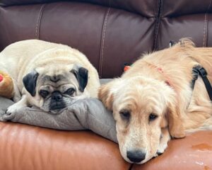 A pug and a golden retriever lying together on a brown leather couch.