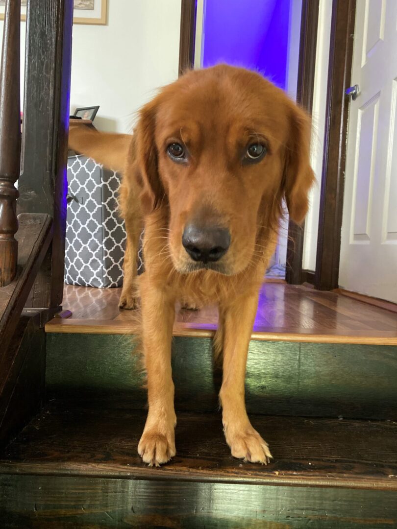 Golden retriever standing at the top of a wooden staircase, looking directly at the camera.