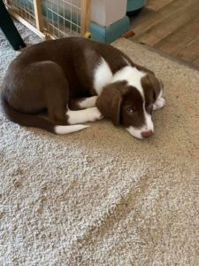 A brown and white puppy lying on a carpet.