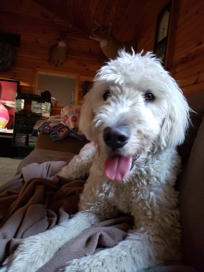 A fluffy white dog with its tongue out sitting on a couch.