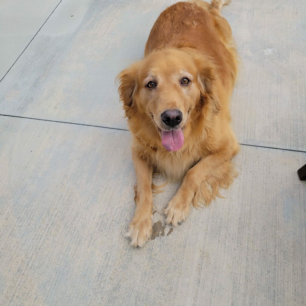 A golden retriever lying down on a concrete surface with its tongue out.