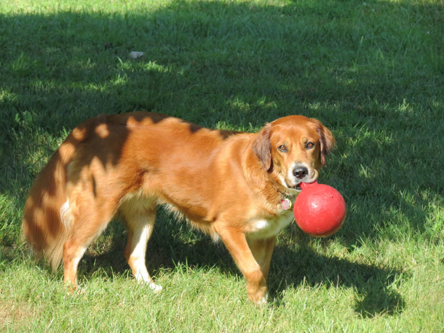 Golden-brown dog playing with a red ball on grass.