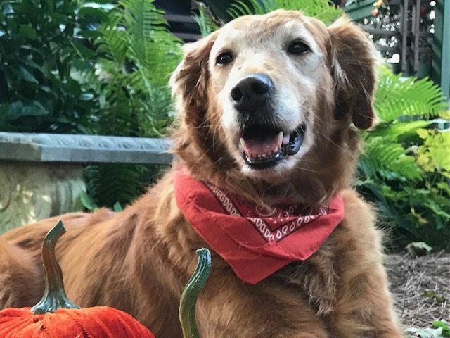 Smiling golden retriever wearing a red bandana, surrounded by pumpkins.
