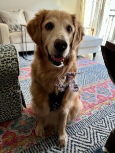 A smiling golden retriever wearing a bow tie sits on a patterned rug indoors.