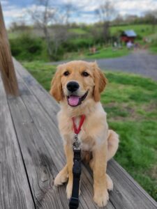 A happy golden retriever puppy sitting on a wooden surface outdoors with a leash attached, and green natural scenery in the background.