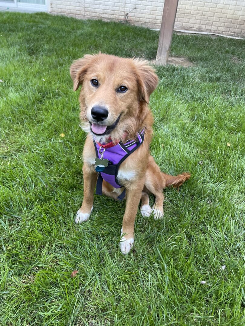 A golden retriever puppy wearing a harness sits on the grass.