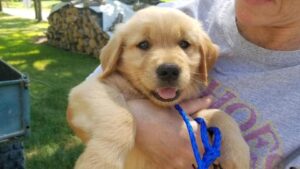 A person holding a smiling golden retriever puppy with a blue leash.