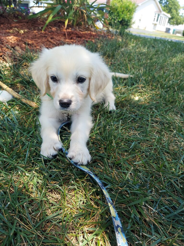A young golden retriever puppy sitting on grass with a leash.