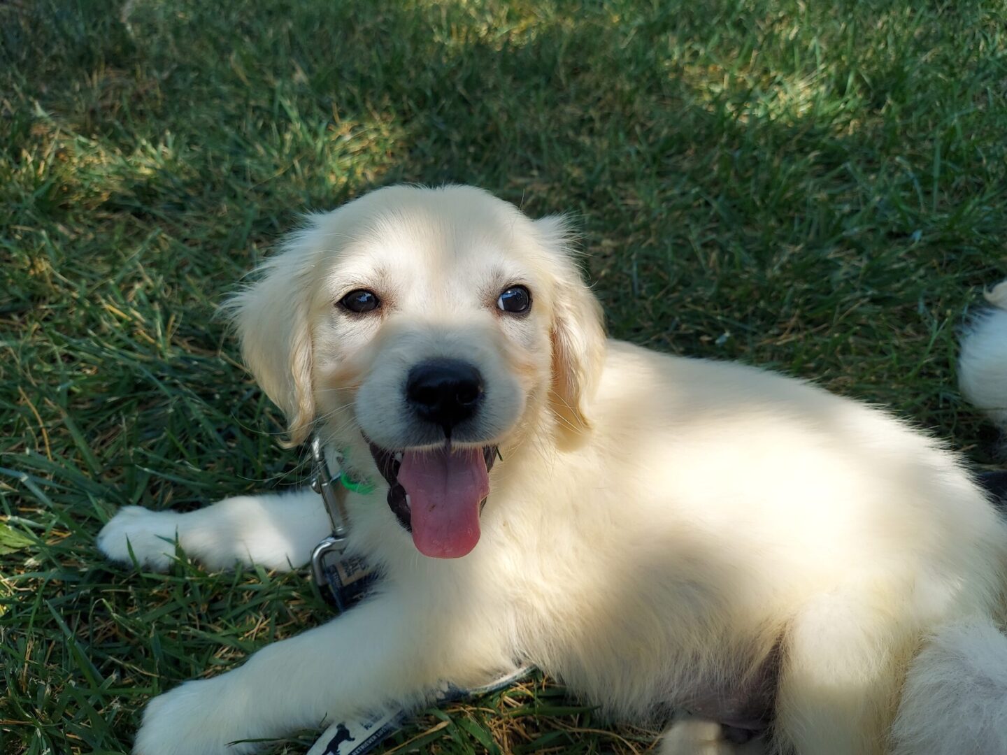 A happy golden retriever puppy lying on the grass with its tongue out.