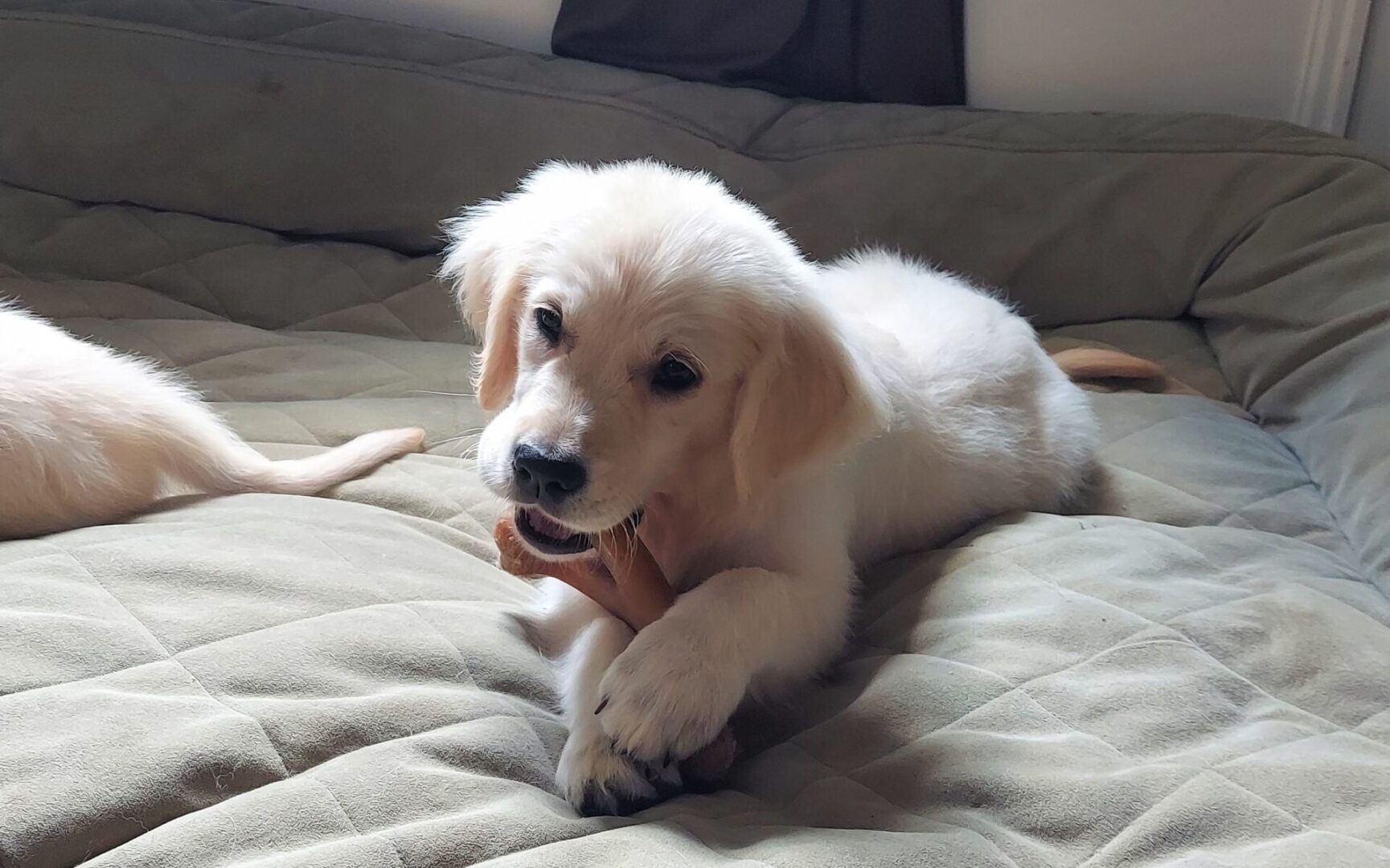 Golden retriever puppy lying on the bed while chewing a treat.