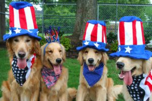 Three golden retrievers dressed in patriotic american hats and bandanas.