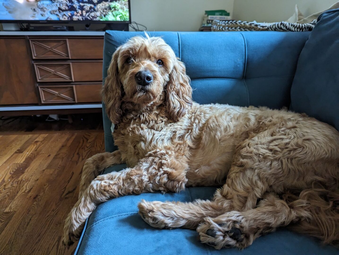 Dog sitting on blue couch