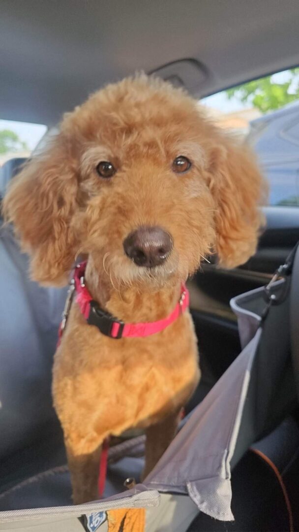 A brown poodle with a red collar sitting inside a car.