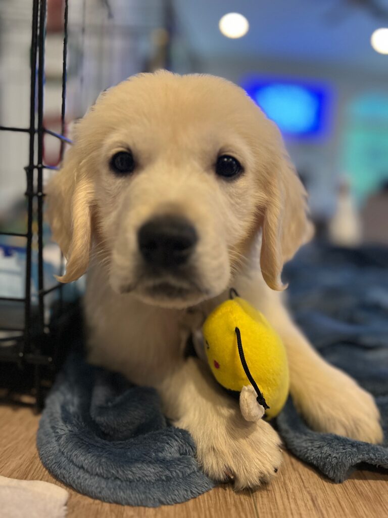 Golden retriever puppy with a yellow toy resting on a blue blanket.