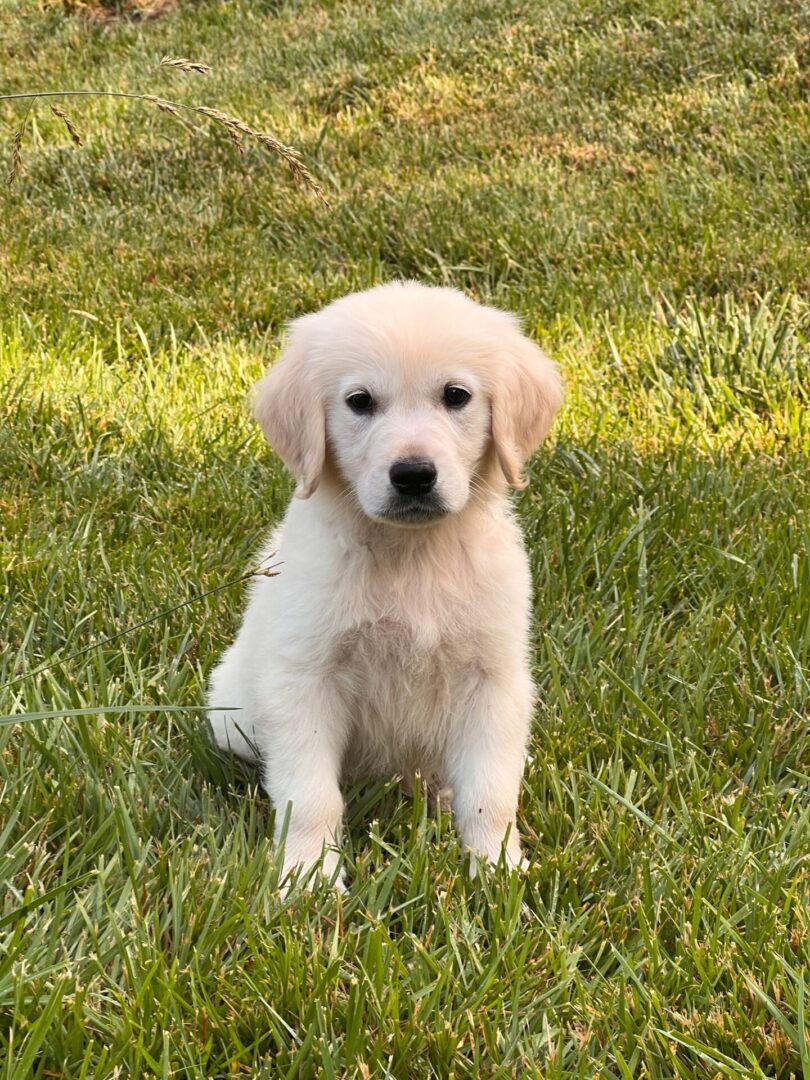 Golden retriever puppy sitting on grass.