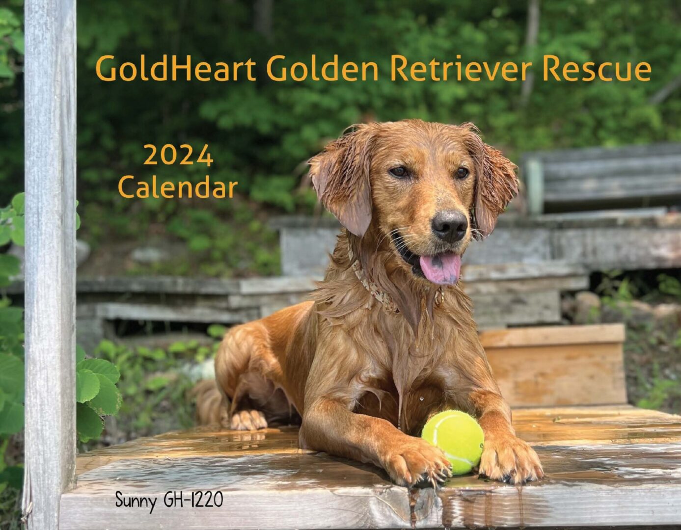 Golden retriever with a tennis ball sitting contentedly on a wet wooden surface.