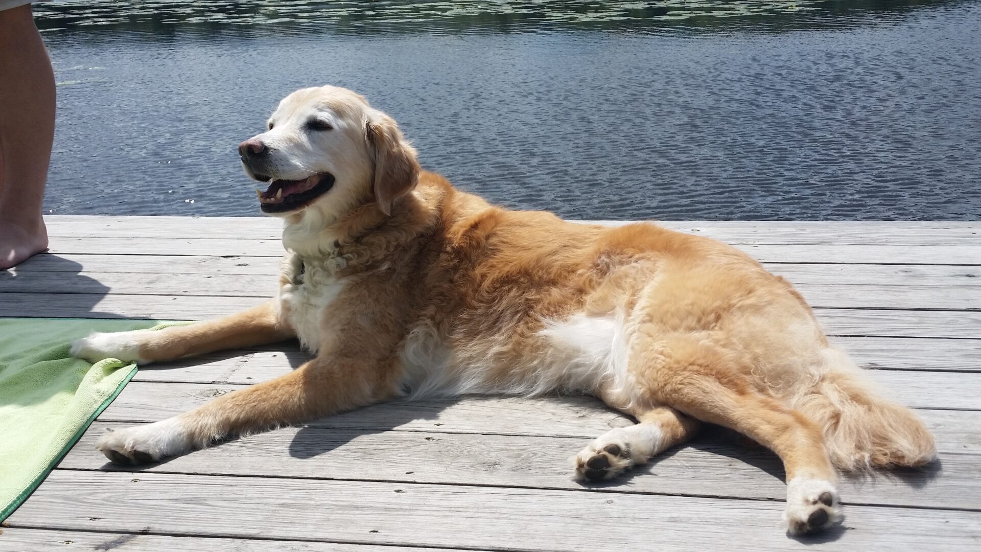 A golden retriever lounging on a wooden dock beside a body of water.