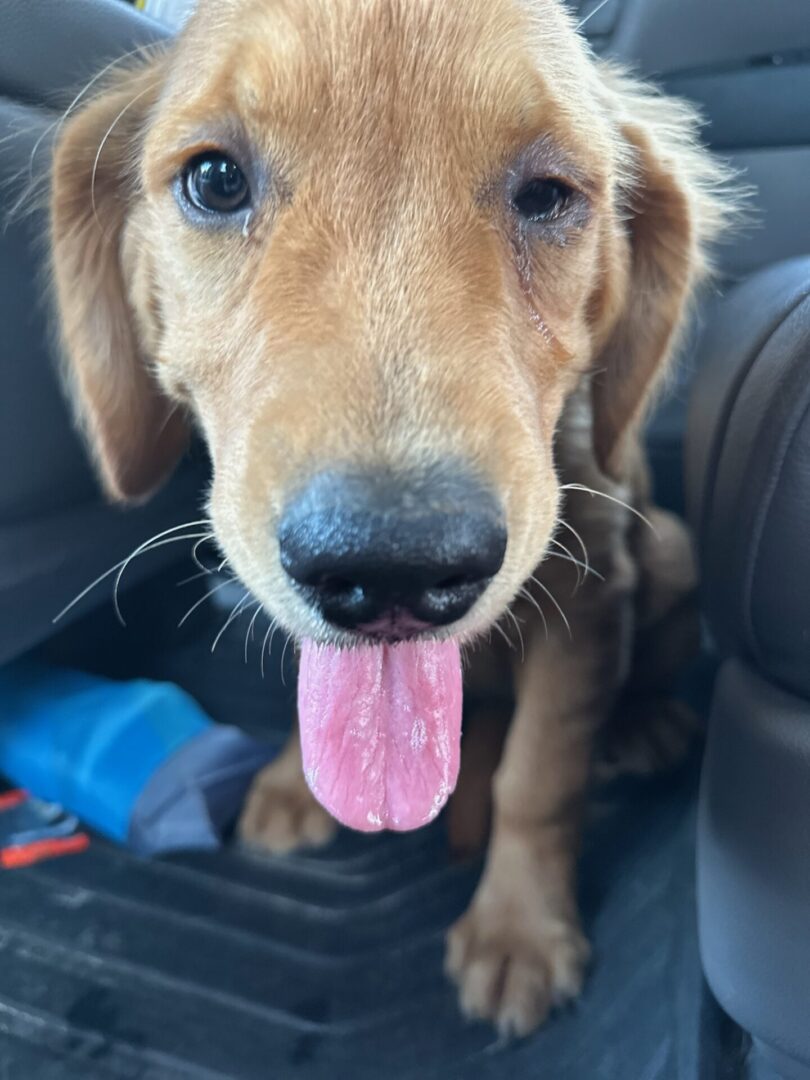 A close-up of a young golden retriever puppy sitting in a car with its tongue out.