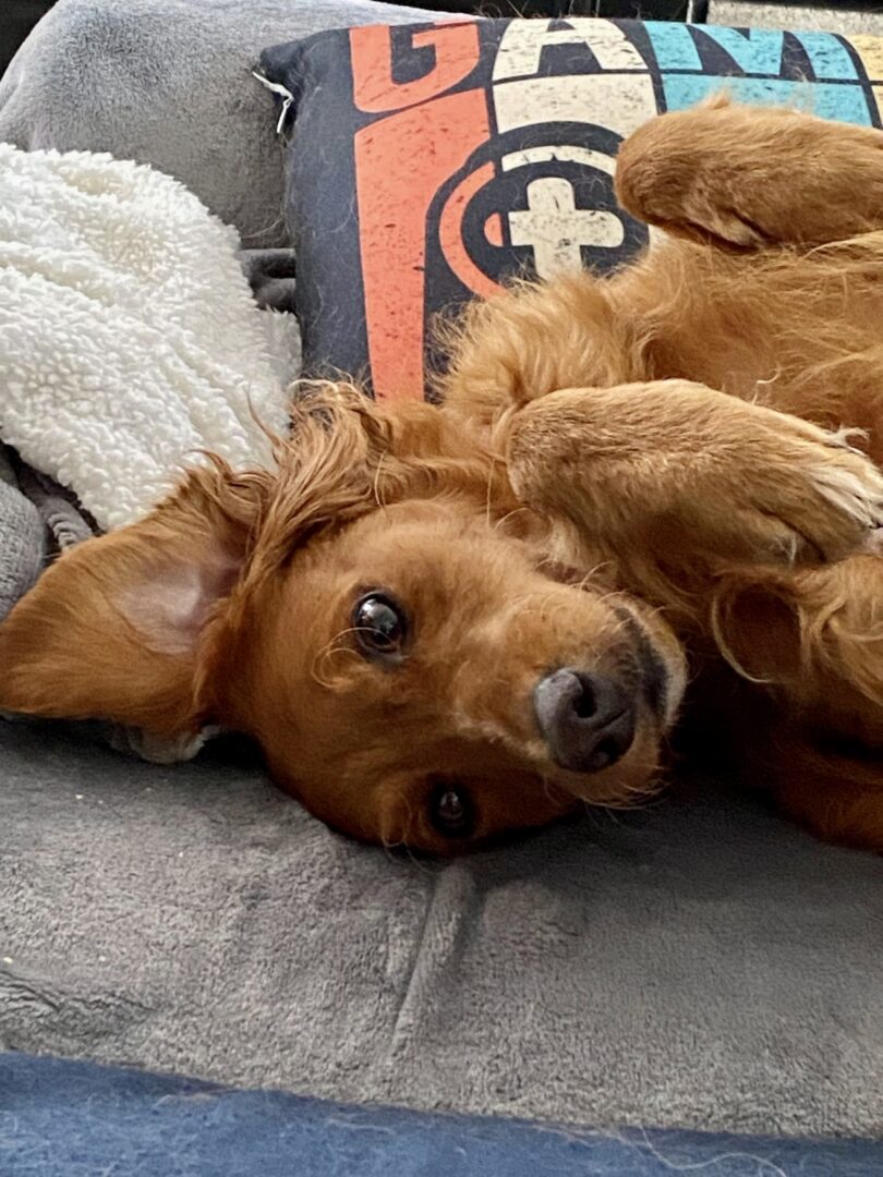 A brown dog lying on its back on a blue couch, looking at the camera.