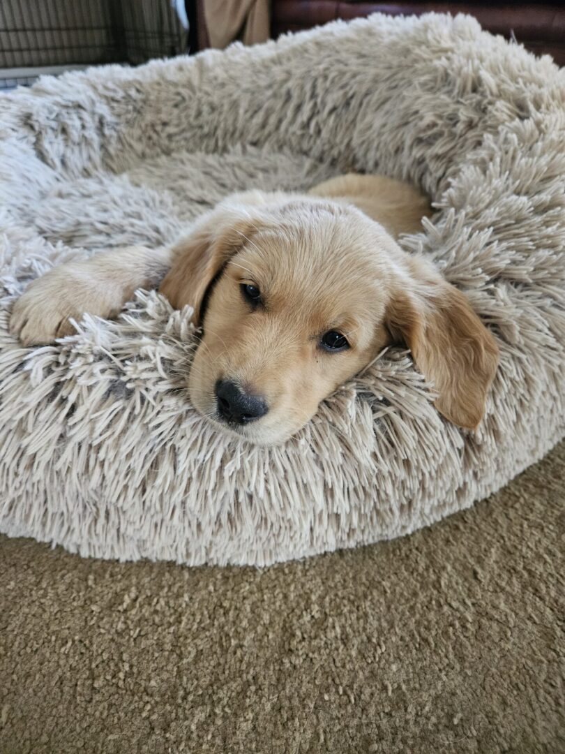 A sleepy golden retriever puppy resting in a fluffy dog bed.
