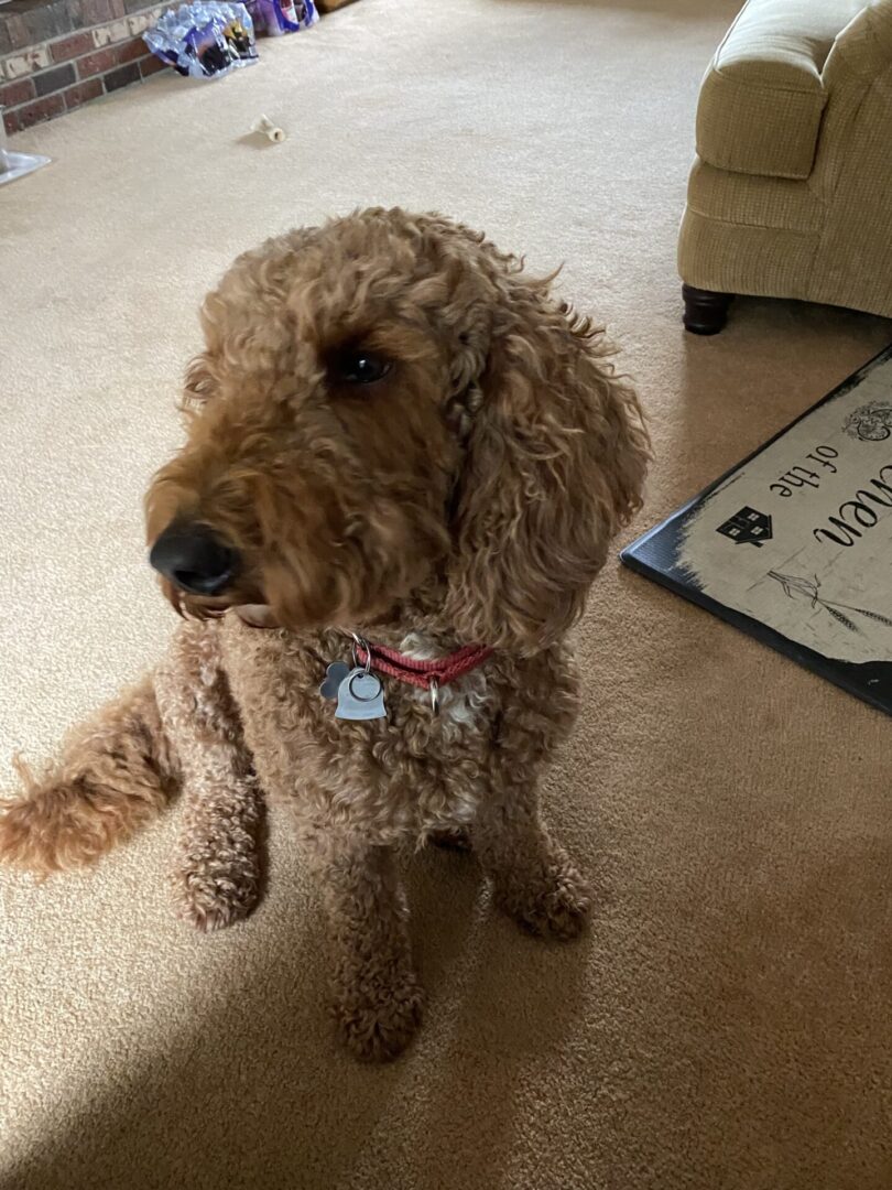A brown poodle mix dog sitting indoors with one paw raised, wearing a collar with tags.