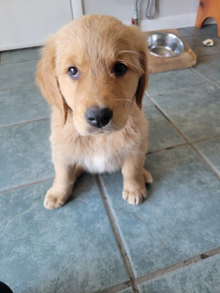 Red store retriever rescue