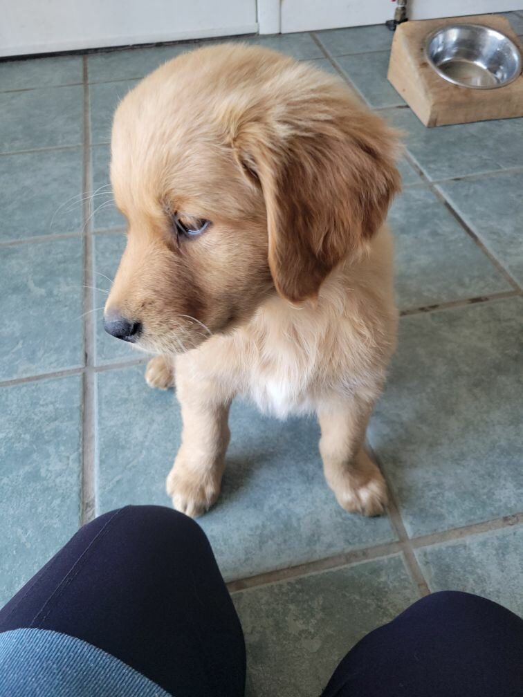 Goldheart golden best sale retriever rescue